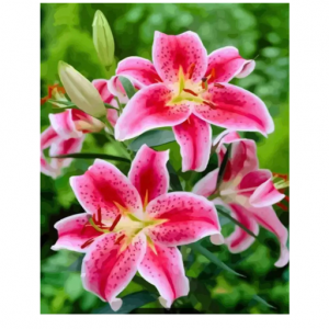 Cuadro pinta con números  modelo:  LILIUM.  40 x 50 cm    1u