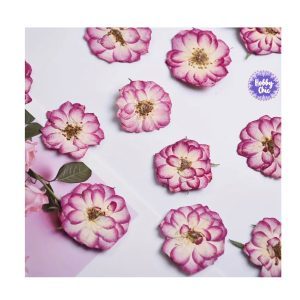 Pack de 20 piezas de ROSAS NATURALES SECAS prensadas   #2 color ROSA          1u