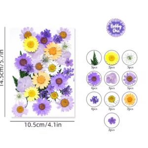 Pack de 30 piezas de FLORES NATURALES SECAS prensadas   #6     1u