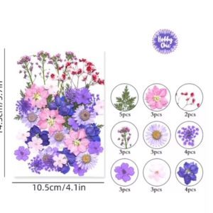 Pack de 30 piezas de FLORES NATURALES SECAS prensadas   #7     1u